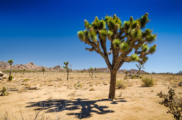 Joshua Tree National Park on a cloudless day 