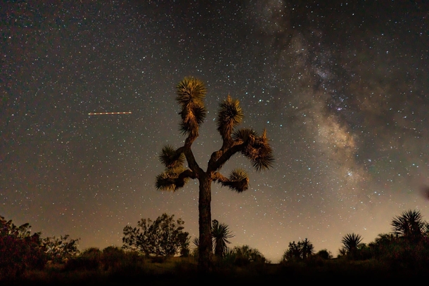 Joshua Tree under the Milky Way 