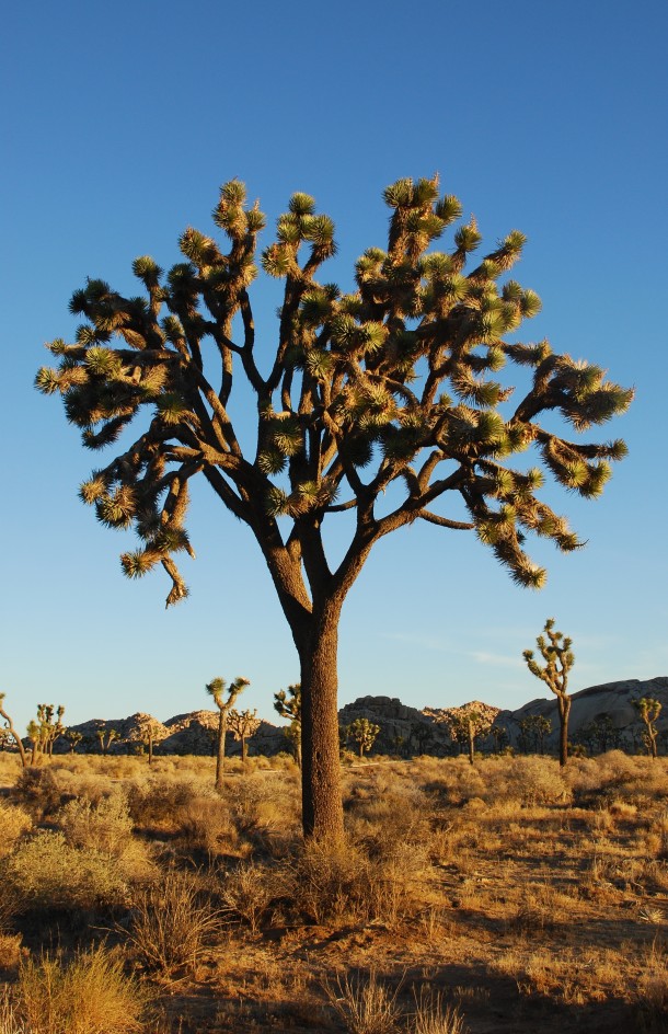 Joshua Tree Yucca brevifolia - Jarek Tuszynski  