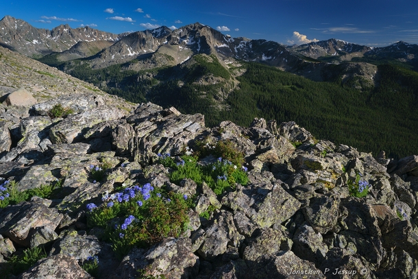 July please come back Colorados Rocky Mountains with sky pilot flowers 