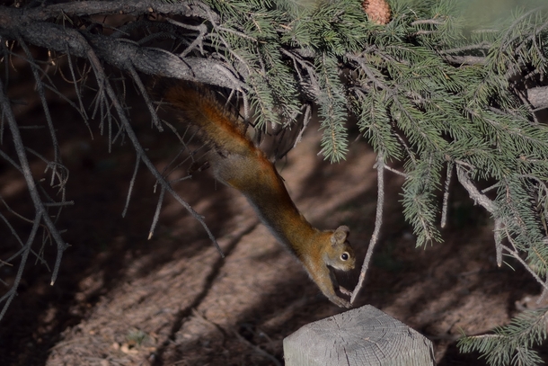 Jumping squirrel 