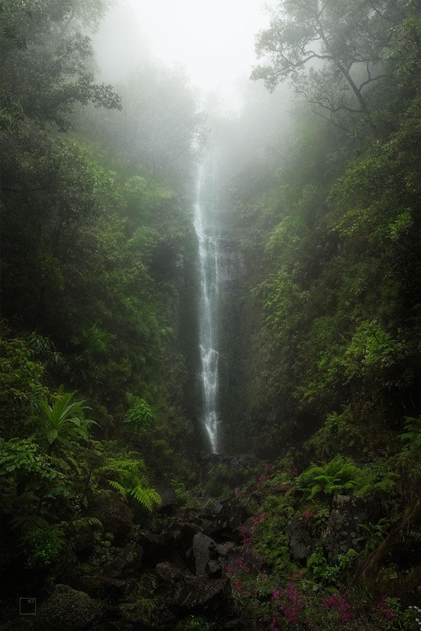 Jungle Falls Madeira Island Portugal 