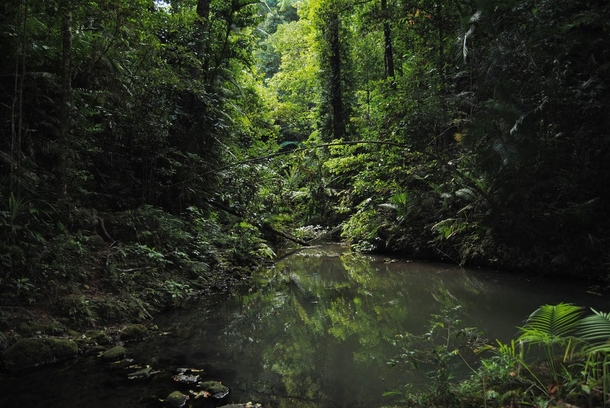 Jungle in tropical FNQ Australia 