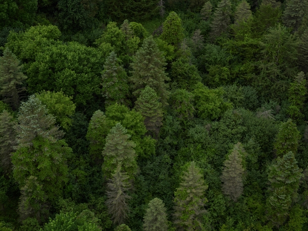 Just a high res image of some trees in Minnesota 