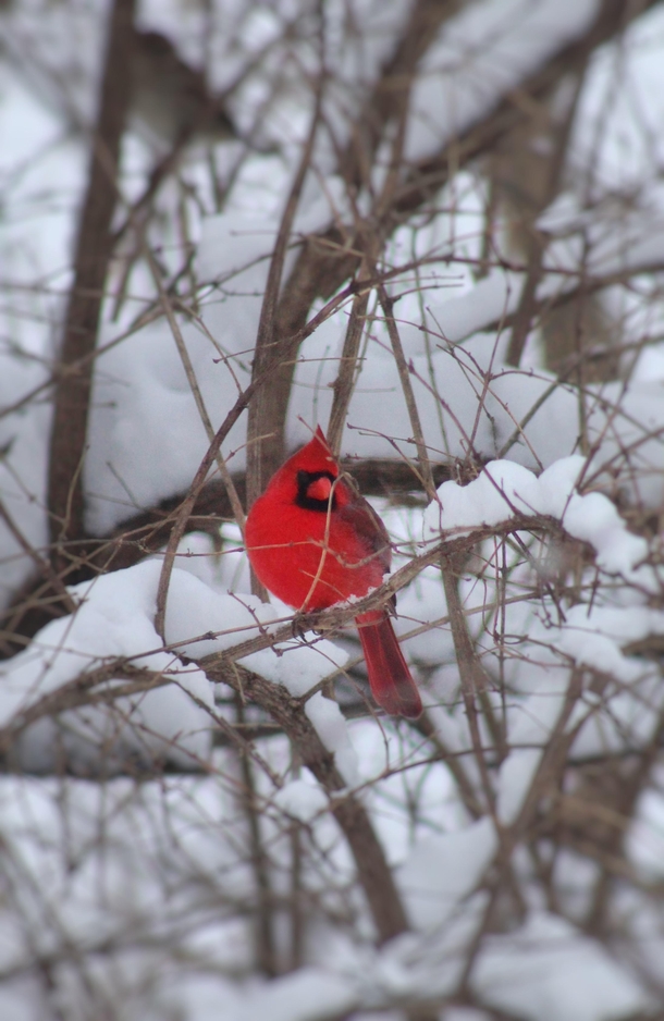 Just a pop of color against the snow Love cardinals but especially in winter