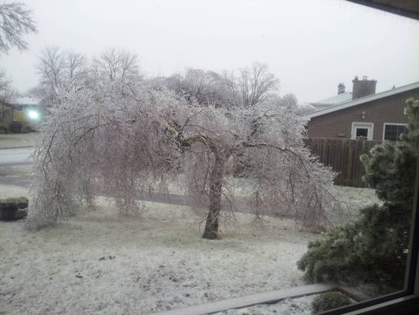 Just discovered this subreddit thought this would fit Tree after heavy ice storm  x  OC