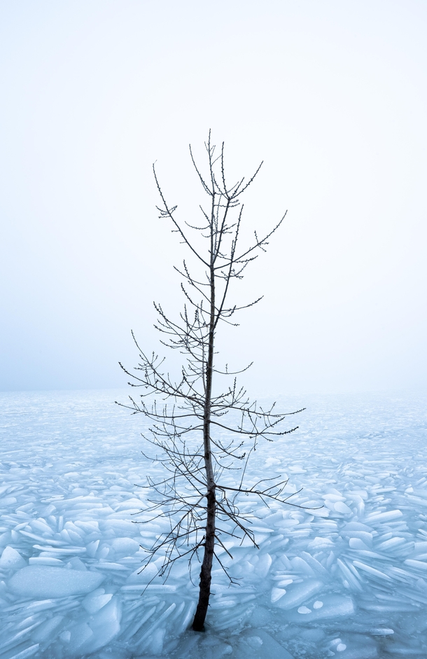 Just happened to find a random tree in the ice at Utah Lake - Orem Utah  northalpinephoto