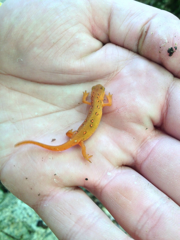 Juvenile Red Spotted Newt Notophthalmus viridescens x 