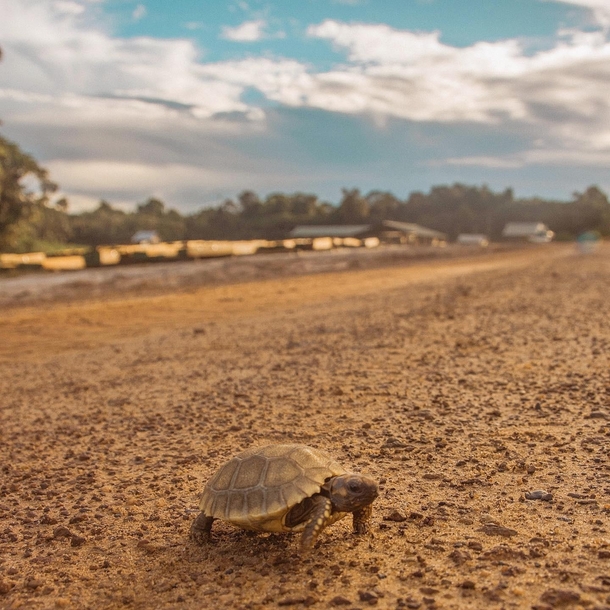 Juvenile yellow foot tortoise Chelonoidis denticulata from The Iwokarma forest in Guyana thewildgingerbeast