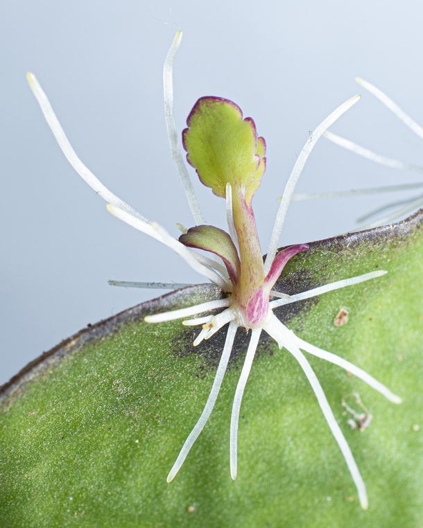 Kalanchoe pinnata Plantlet buds propagating