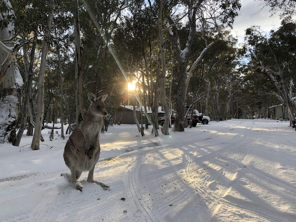 Kangaroo in the snow Kosciuszko National Park Australia