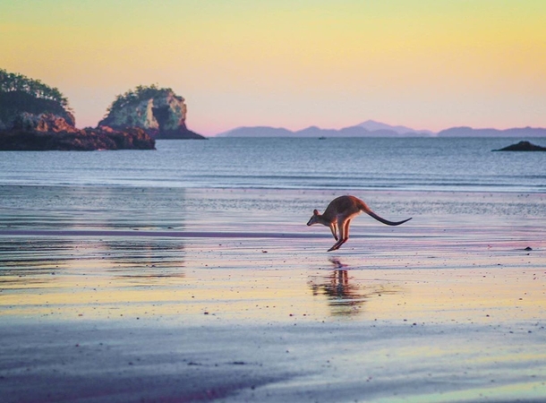 Kangaroo on a secluded beach