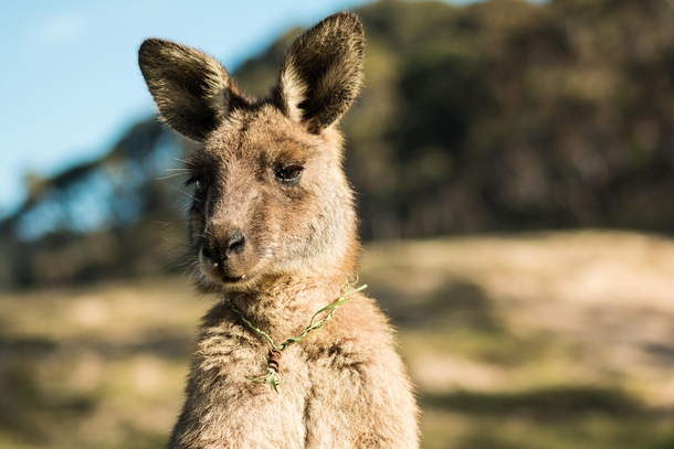 Kangaroo wearing a stylish grass necklace 