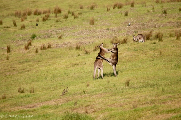 Kangaroos fighting Macropus giganteus 