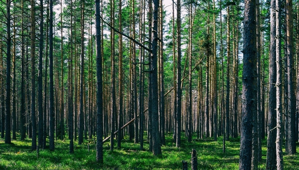 Karelian wild forest Russia 