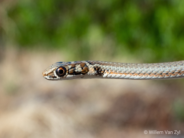 Karoo Sand Snake Psammophis notostictus from South Africa