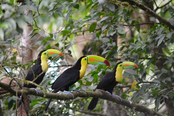 Keel-billed Toucans in Costa Rica 