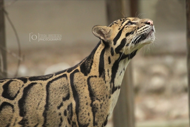 Keep Your Head High Clouded Leopard Neofelis nebulosa x