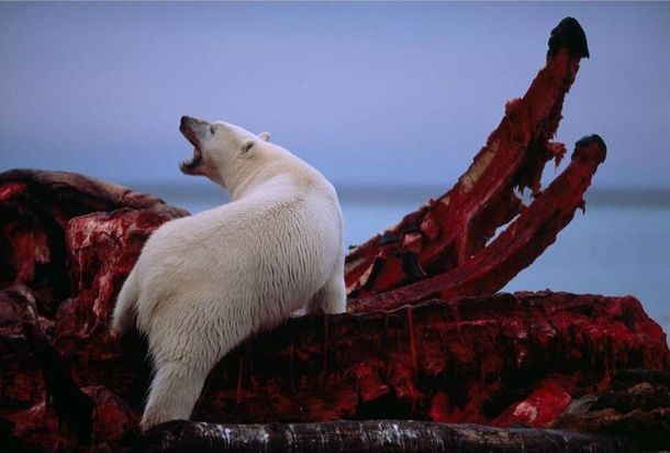 King of the North A polar bear feeding on a whale carcass in Aulavik National park Canada