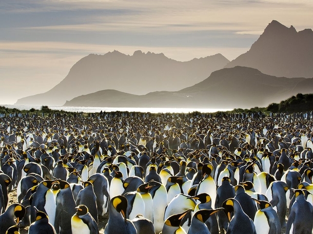 King Penguins Aptenodytes patagonicus on South Georgia Island Frans Lanting 