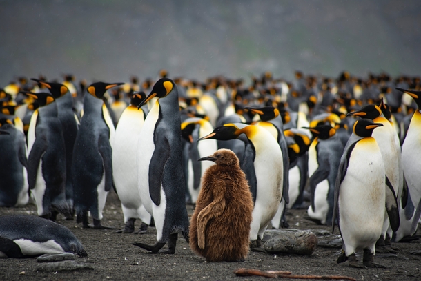 King Penguins Photo credit to Olga Kysliuk
