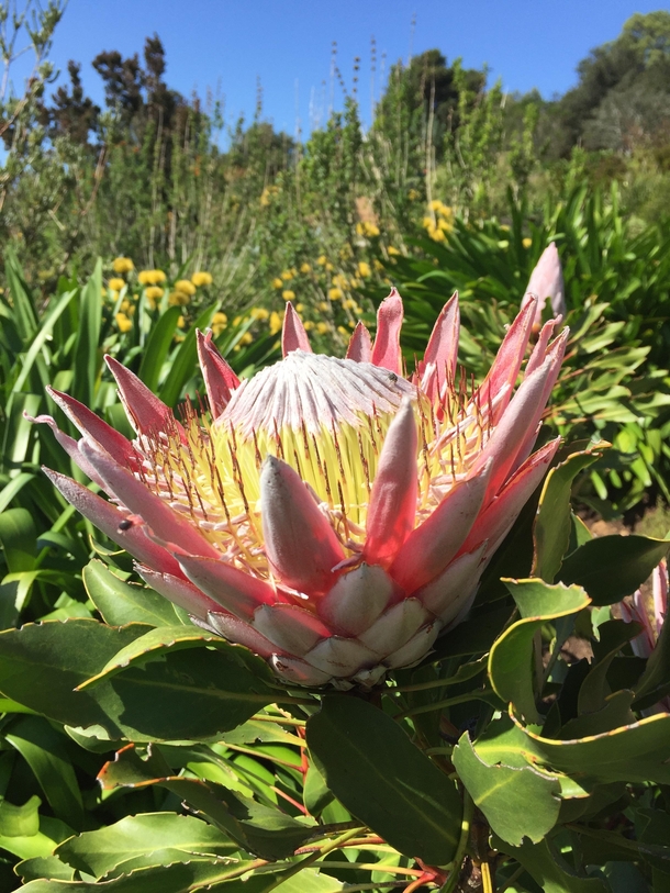 King Protea Protea cynaroides - KirstenBosch Botanical Gardens South Africa 