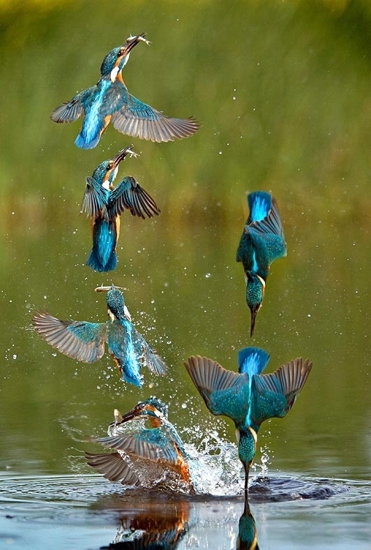 kingfisher-catching-fish--26332.jpg