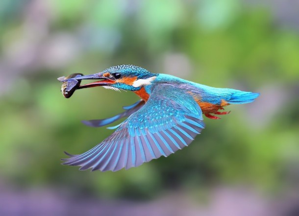 Kingfisher x - post from rpics 