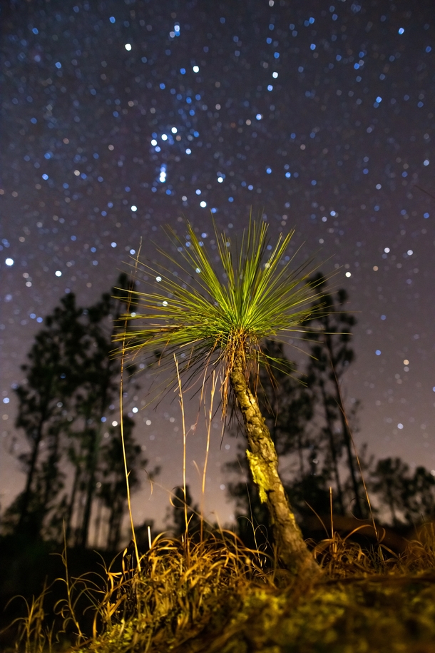 Kisatchie National Forest in Louisiana 