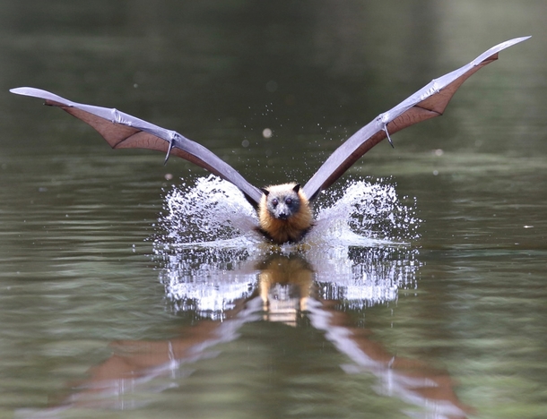 Kissing the water surface Flying fox