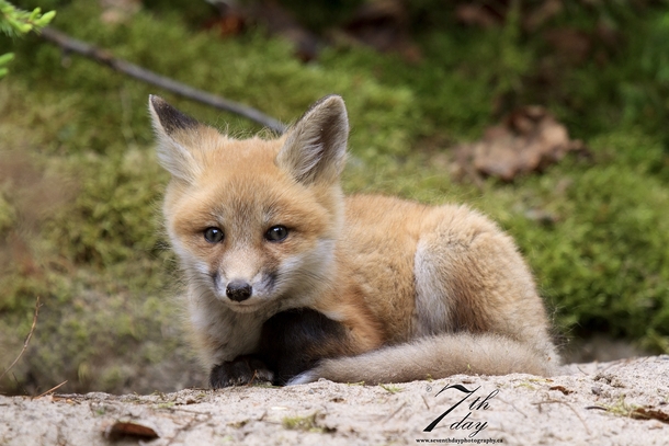 Kit Fox Cub 
