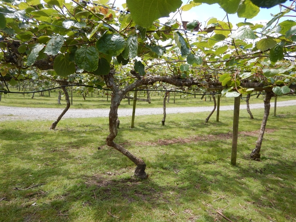 Kiwifruit trees Actinidia deliciosa strung on wire at a plantation 