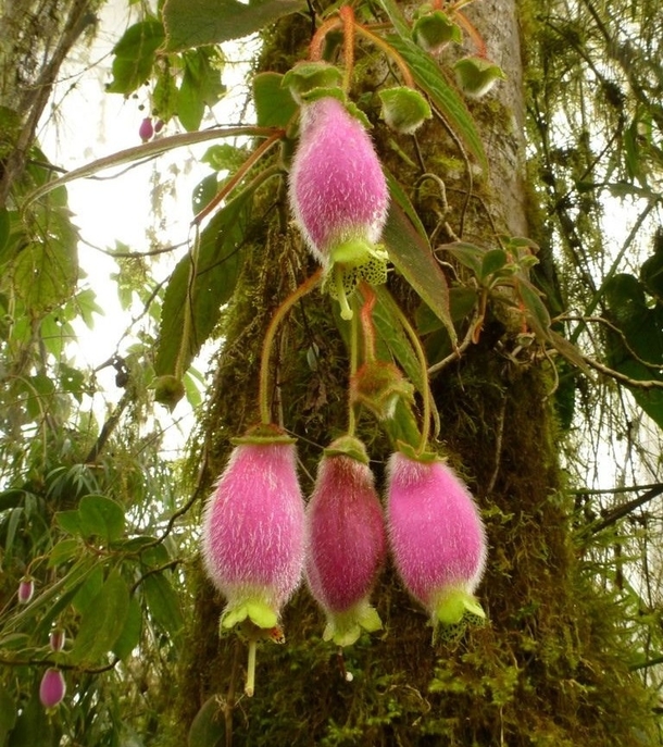 KOHLERIA Capanea affinis native to Central America and the Andes