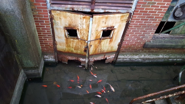 Koi swimming in an abandon Philadelphia basement  xpost rwallpapers