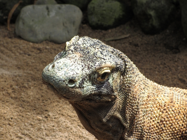 Komodo Dragons are fascinating lizards 