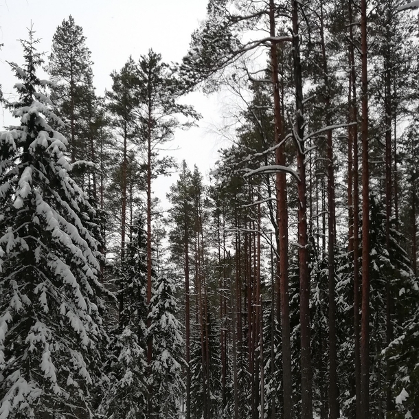 Krvemaa nature reserve in Estonia during the winter 
