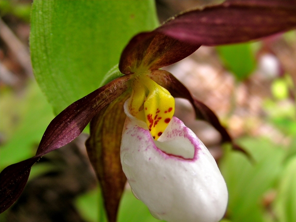 Ladys slipper orchid Cypripedium montanum blooming in the Cascade Mountains WA photo by Rosalee de la Foret 