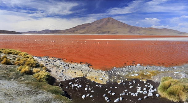 Laguna Colorada Bolivia 