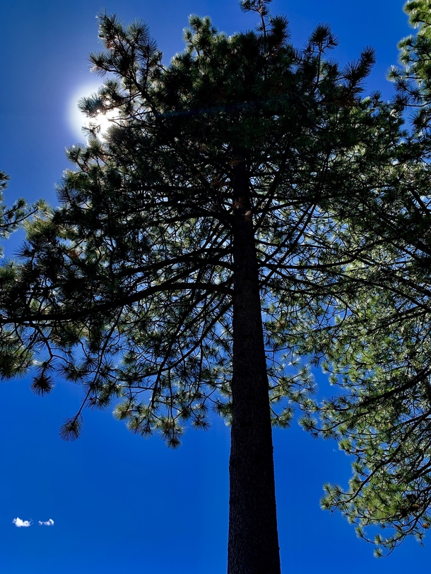 Lake Tahoe Pine 