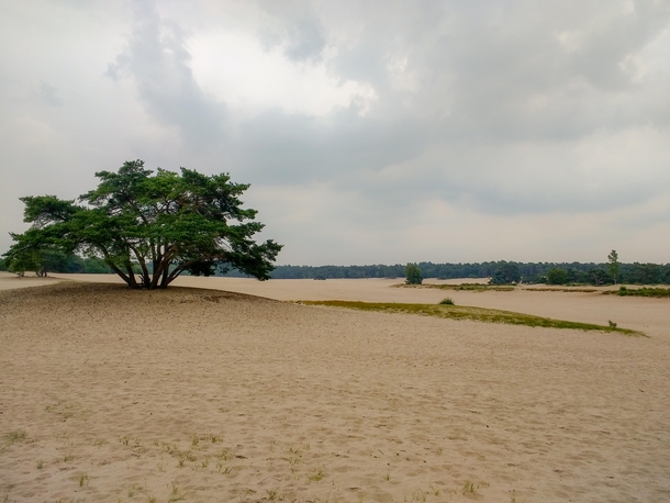 Lange Duinen The Netherlands 