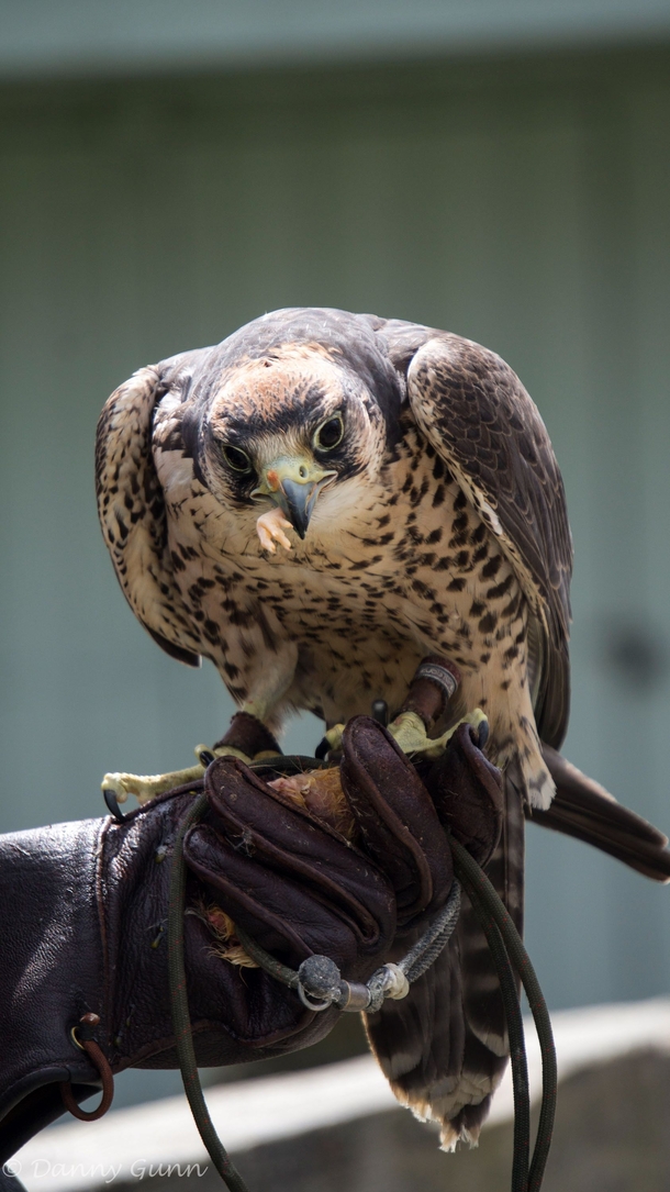 Lanner Falcon eating a chicken foot Falco biarmicus  x