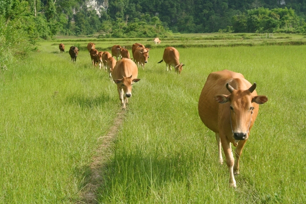 Laotian Cows Near Vang Vieng Laos 