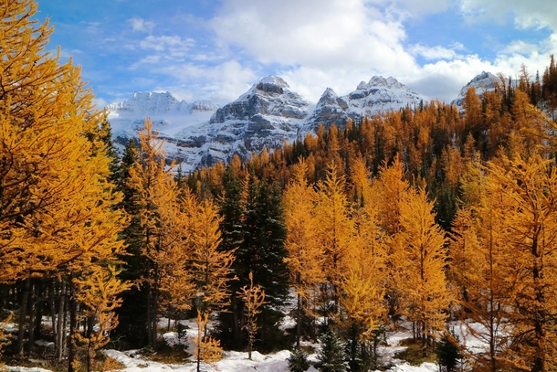 Larch trees make for a spectacular scene this weekend high up in Larch Valley in Banff National Park AB 
