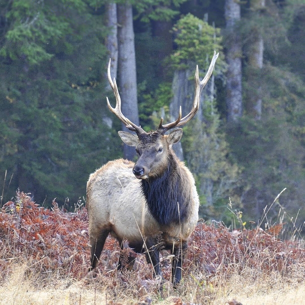 Large Bull Elk spotted in Redwood National Park California US