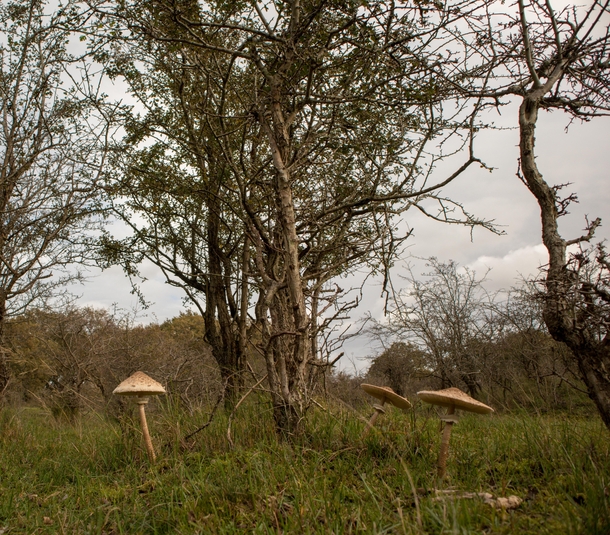 Large Mushrooms Netherlands 