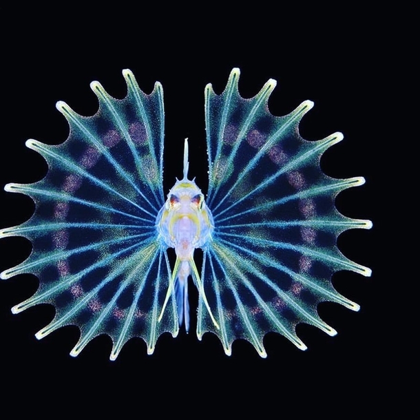 Larval Stage of a Lionfish 