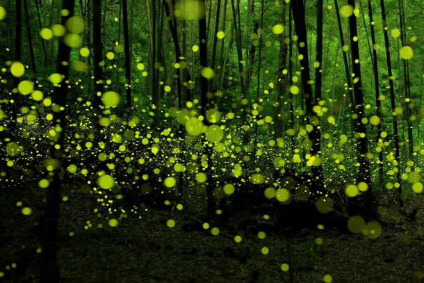 Last Dance of the Fairies by Yume Cyan - Fireflies in a Japanese forest 