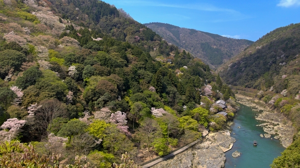 Last days of Cherry Blossom Season  Arashiyama Kyoto Japan 
