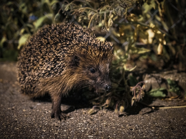 Last night encounter with a Hedgehog on the way home  Erinaceus europaeus