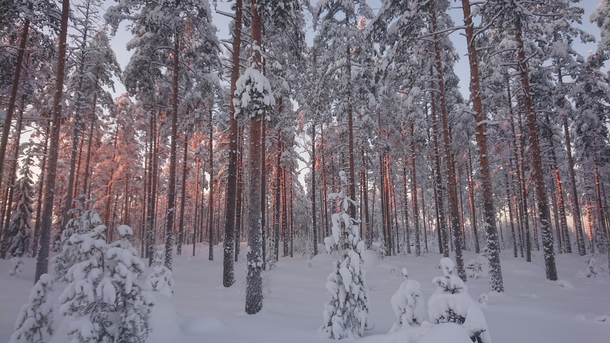 Last rays of sun in snowy forest Finland